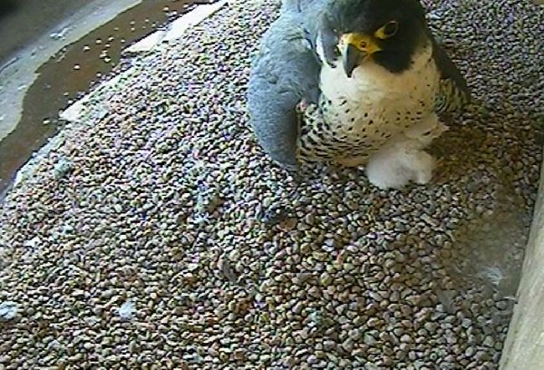 RT @FaBPeregrines: Day 4 – Good morning from Charl…